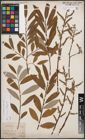 Foto von Salix cinerea L. x Salix eleagnos Scop.